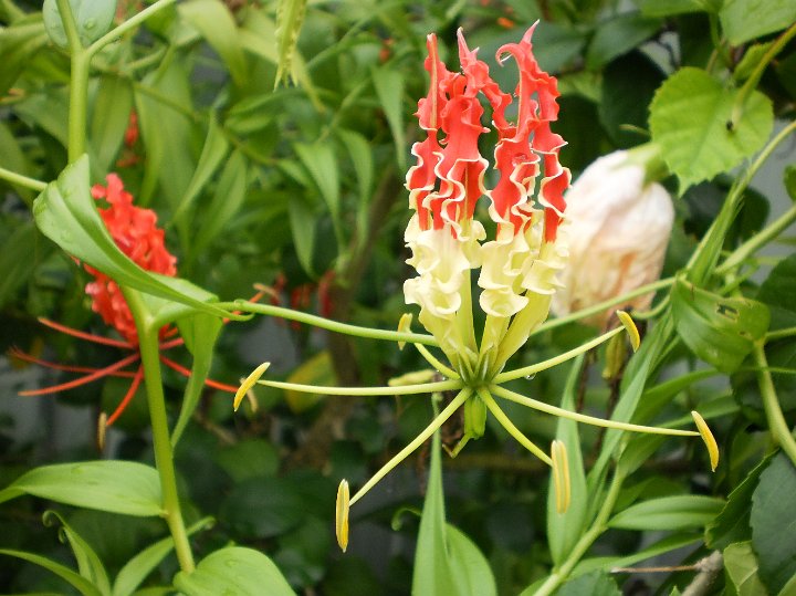 Glory lilly flower.JPG - Glory Lily flower